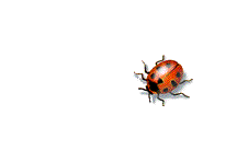 ladybug.gif